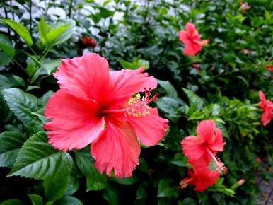 扶桑花怎么养才能开花？扶桑花不开花怎么修剪？