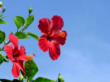 扶桑花怎么养才能开花？扶桑花不开花怎么修剪？