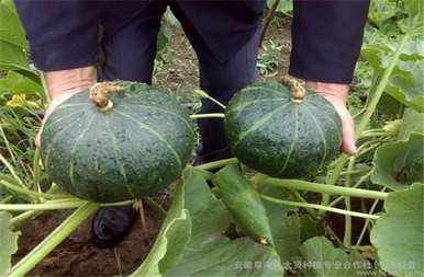 种植板栗南瓜需要架子吗？如何种植板栗南瓜产量大？