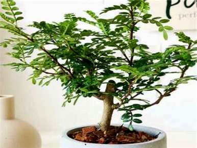 如何饲养清香木盆栽，如何饲养清香木盆栽