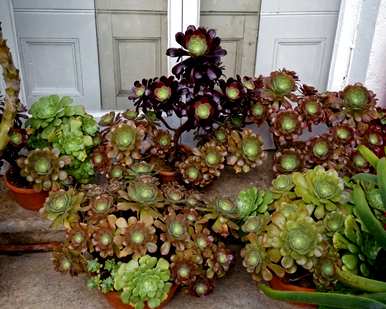 如何培育多肉植物黑法师？多肉植物图片大全黑法师