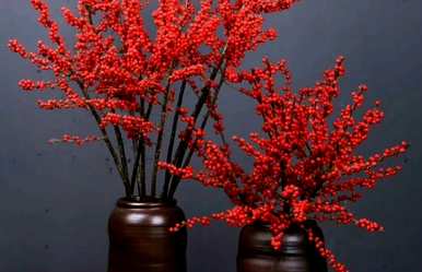 银芽柳怎么养才能开花，银芽柳放在家里风水好吗？