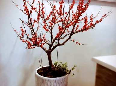 银芽柳怎么养才能开花，银芽柳放在家里风水好吗？