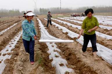 盛甜2号甜王西瓜露地种植怎么样？西瓜怎么种才能又大又甜？