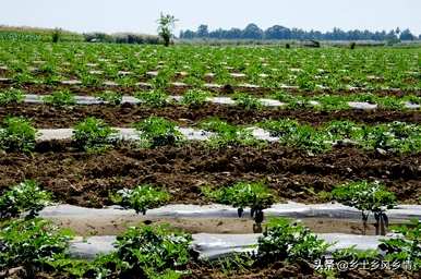 盛甜2号甜王西瓜露地种植怎么样？西瓜怎么种才能又大又甜？