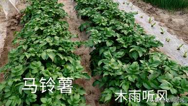土豆变绿发芽可以种植吗？如何种植土豆发芽？