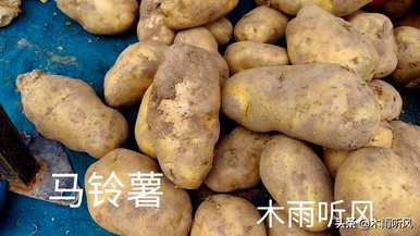 土豆变绿发芽可以种植吗？如何种植土豆发芽？