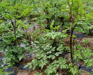 当归东北哪里种植最好，当归什么时候种植最好？