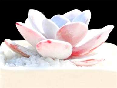 多肉卡其色雪莲，雪莲多肉好养吗？