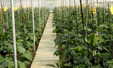 茄子怎样才能高产，茄子怎样才能高产？