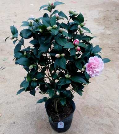 茶花浇水多少天合适，茶花浇水多少天合适