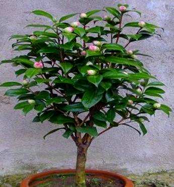 茶花浇水多少天合适，茶花浇水多少天合适