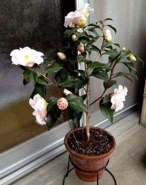 茶花浇水多少天合适，茶花浇水多少天合适