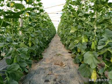 什么时候种羊角蜜瓜最好？羊角蜜瓜种植对光照的要求