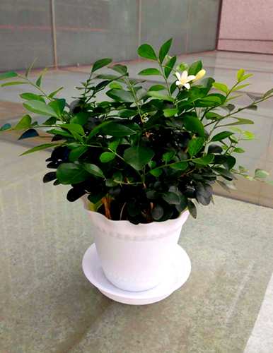九里香盆景如何开花，九里香苗几年后才能开花