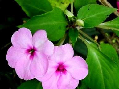 播种凤仙花种子的最佳方法是什么？如何播种凤仙花种子？