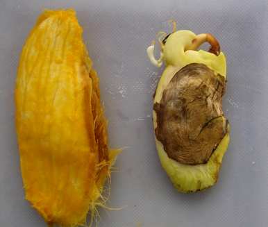 芒果种子发芽长什么样，芒果种子怎么发芽种植？