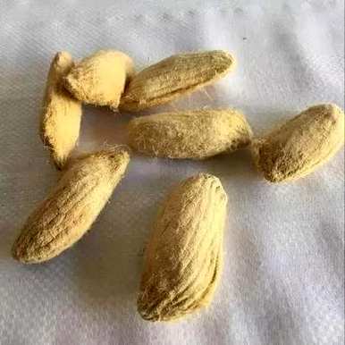 芒果种子发芽长什么样，芒果种子怎么发芽种植？