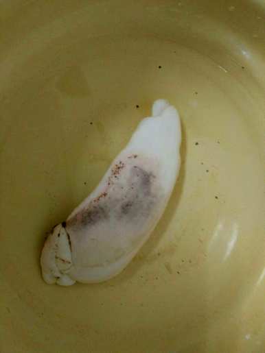 芒果种子发芽长什么样，芒果种子怎么发芽种植？