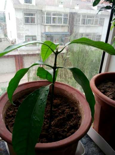 芒果种子发芽长什么样，芒果种子怎么发芽种植？