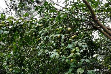 种植茶油树所需的条件，什么草药适合种植茶油树？