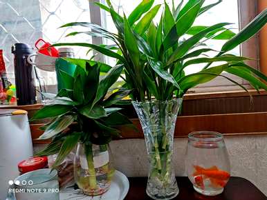 什么是室内耐阴植物，什么是室内耐阴植物？