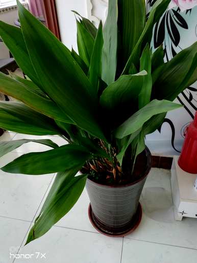 什么是室内耐阴植物，什么是室内耐阴植物？