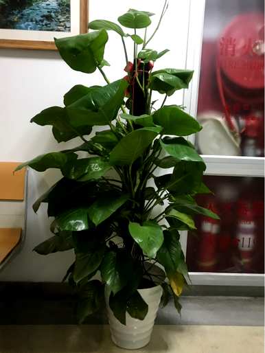 什么是室内耐阴植物，什么是室内耐阴植物？