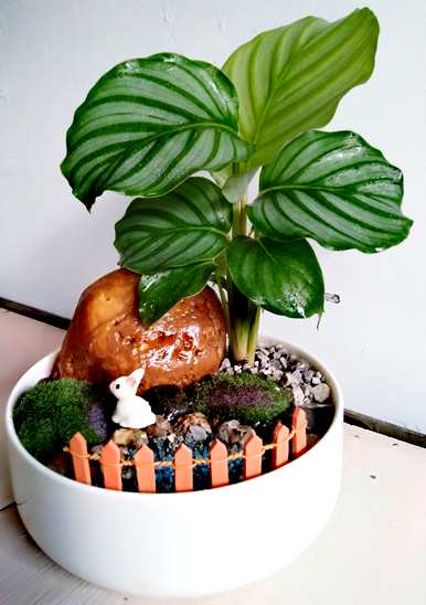 什么是室内耐阴植物，什么是室内耐阴植物？