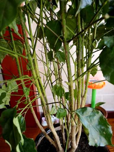 什么是室内耐阴植物，什么是室内耐阴植物？