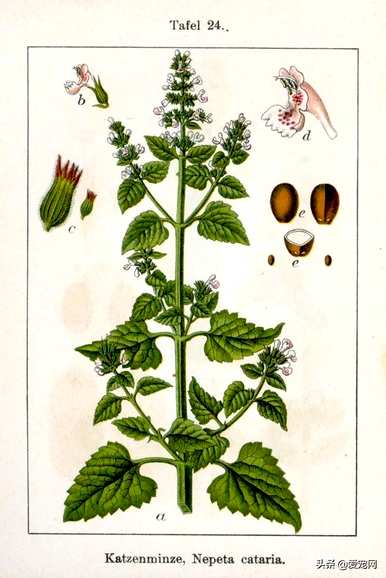 猫薄荷是什么植物，猫薄荷种子在哪里买？