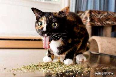 猫薄荷是什么植物，猫薄荷种子在哪里买？