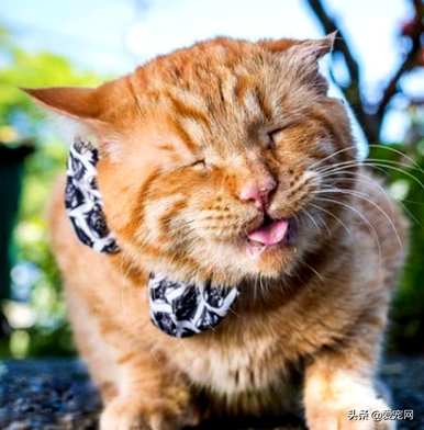 猫薄荷是什么植物，猫薄荷种子在哪里买？