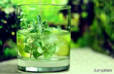 猫薄荷是什么植物，猫薄荷种子在哪里买？