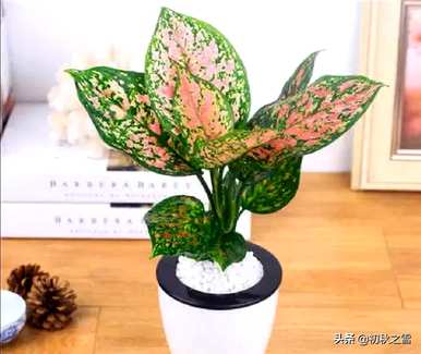 吉利红如意开花吗？吉利红开花多久？