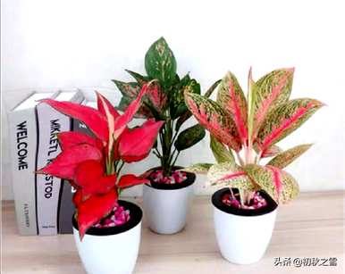 吉利红如意开花吗？吉利红开花多久？