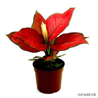 吉利红如意开花吗？吉利红开花多久？