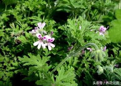 香叶天竺葵的养殖方法，为什么香叶天竺葵不开花？