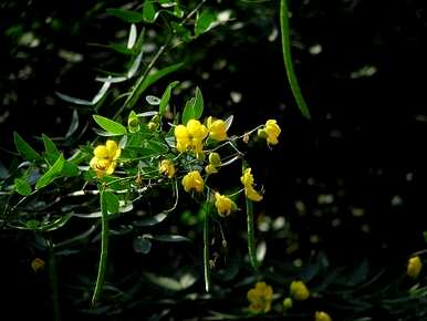 种植和维护双荚决明，图片和功效双荚决明