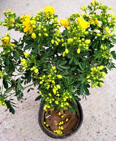 种植和维护双荚决明，图片和功效双荚决明