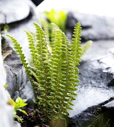 什么是国家保护植物，什么是福建省国家保护植物？