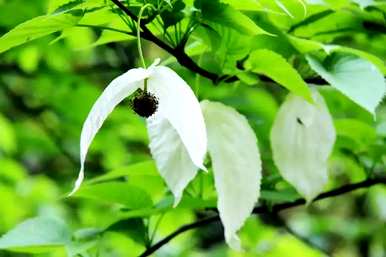 什么是国家保护植物，什么是福建省国家保护植物？