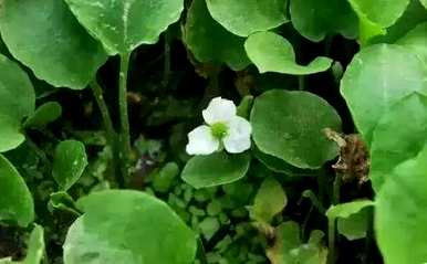 什么是国家保护植物，什么是福建省国家保护植物？