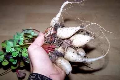 如何种植酸草盆栽栽培方法？