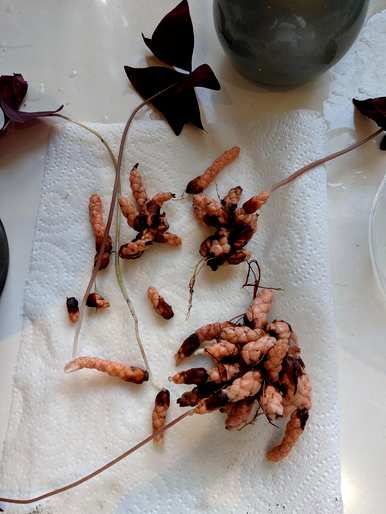 如何种植酸草盆栽栽培方法？