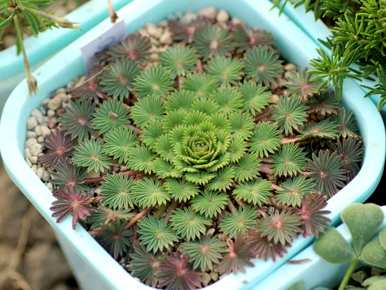如何种植酸草盆栽栽培方法？
