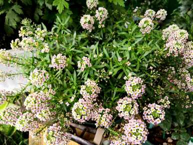 适合室内阳台种植的植物，阳台种植什么植物更好？