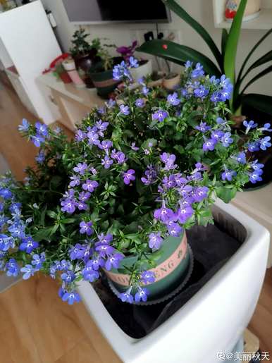 适合室内阳台种植的植物，阳台种植什么植物更好？