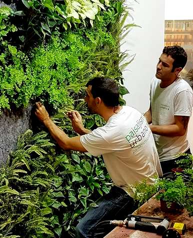 什么植物适合绿化墙？什么植物适合墙壁绿化？