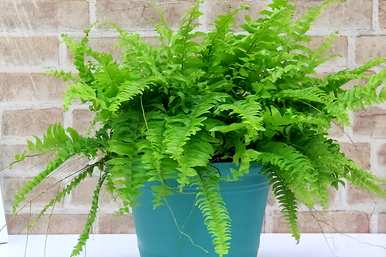 什么植物适合绿化墙？什么植物适合墙壁绿化？